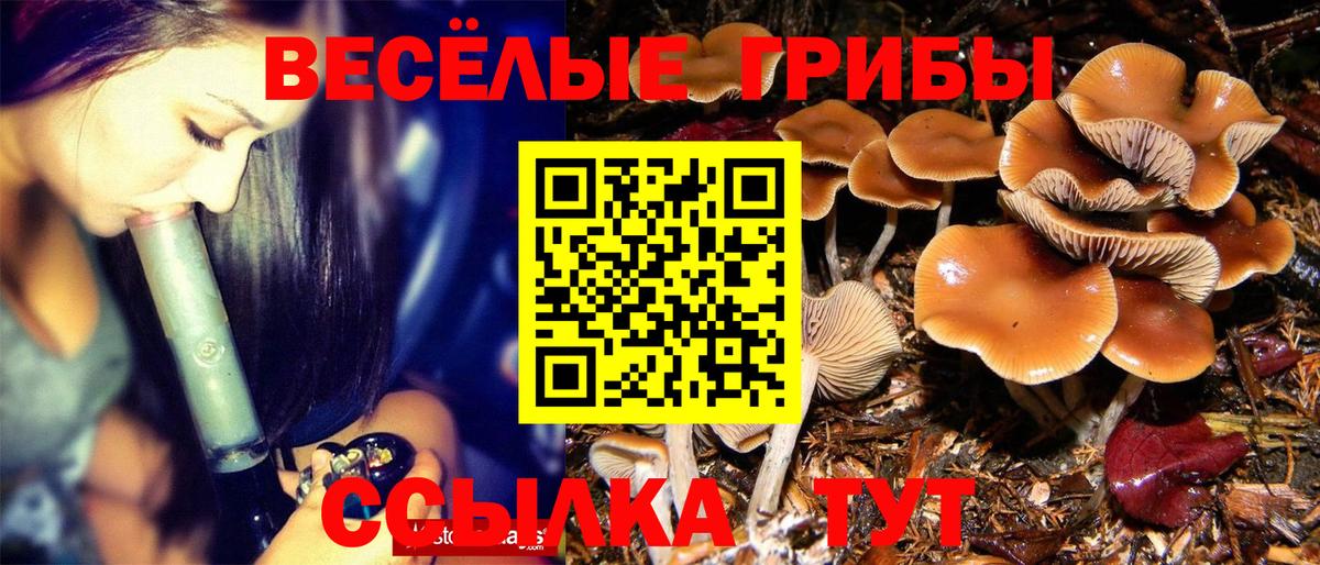 Галлюциногенные грибы Psilocybine cubensis Малоярославец